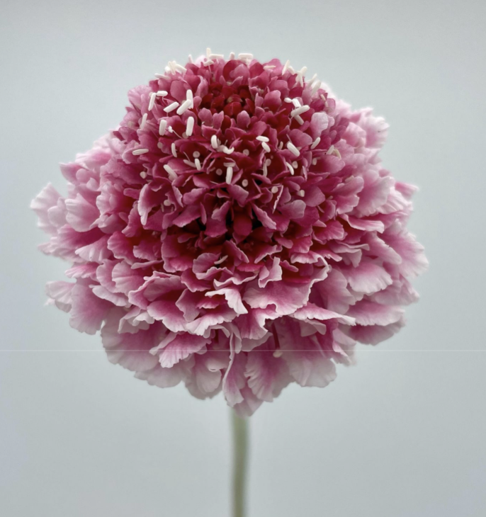 Scabiosa Scoop